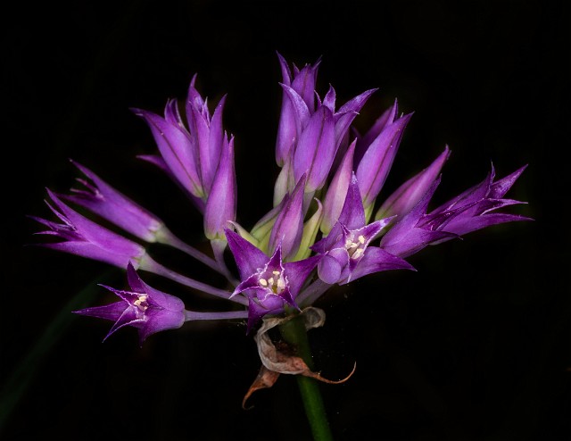 Allium accuminatum taper Tip Onion 15-9892.jpg